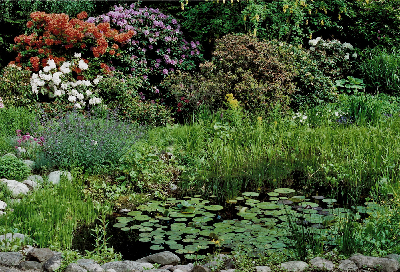 Teich mit Rhododendrenbluete
